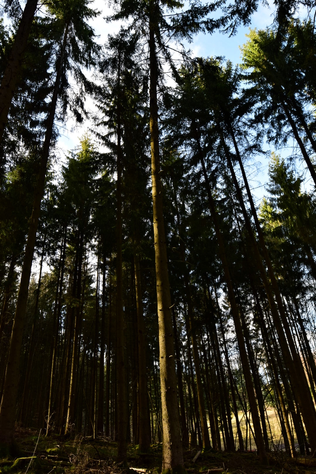 Wald