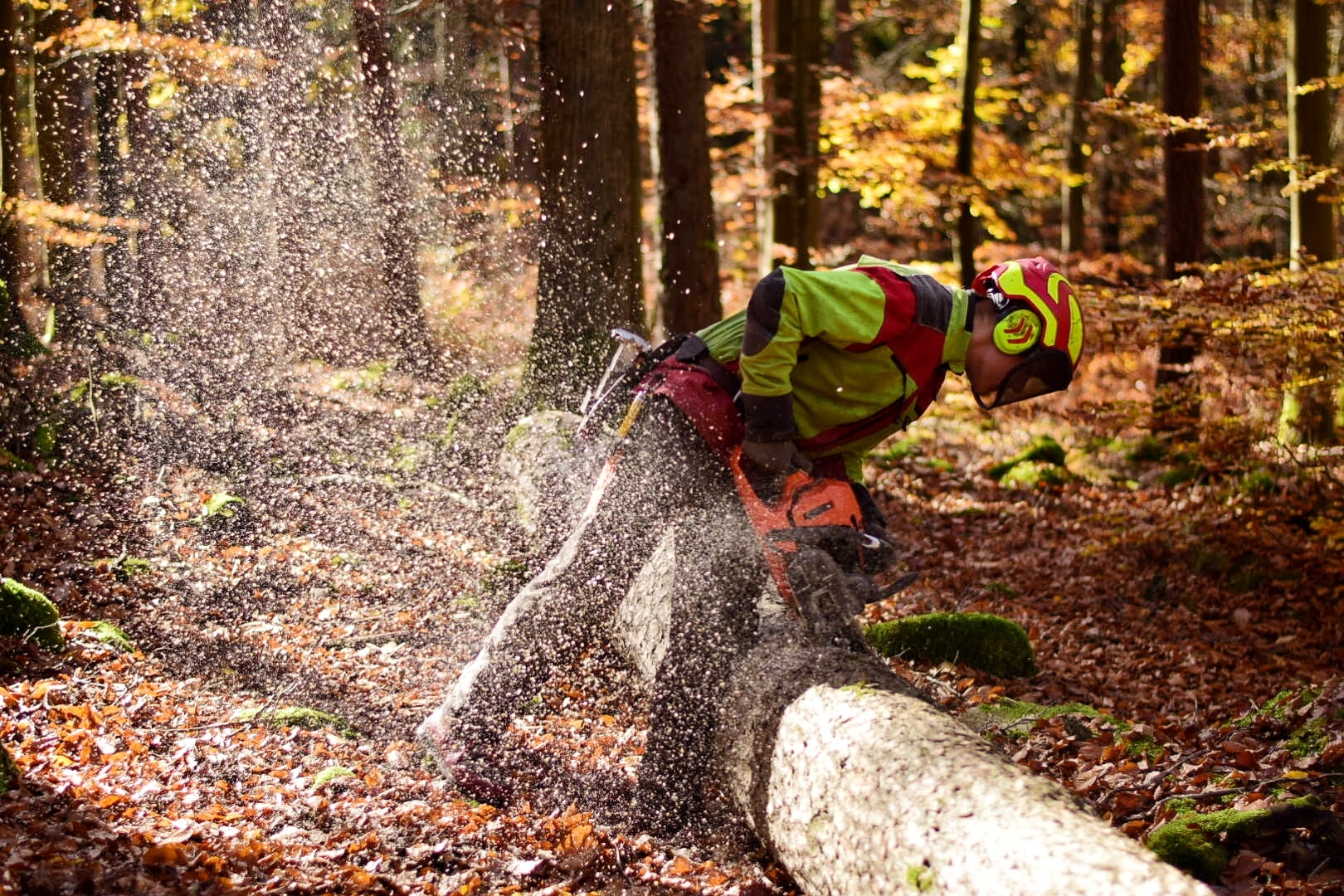 Mann sägt Baum