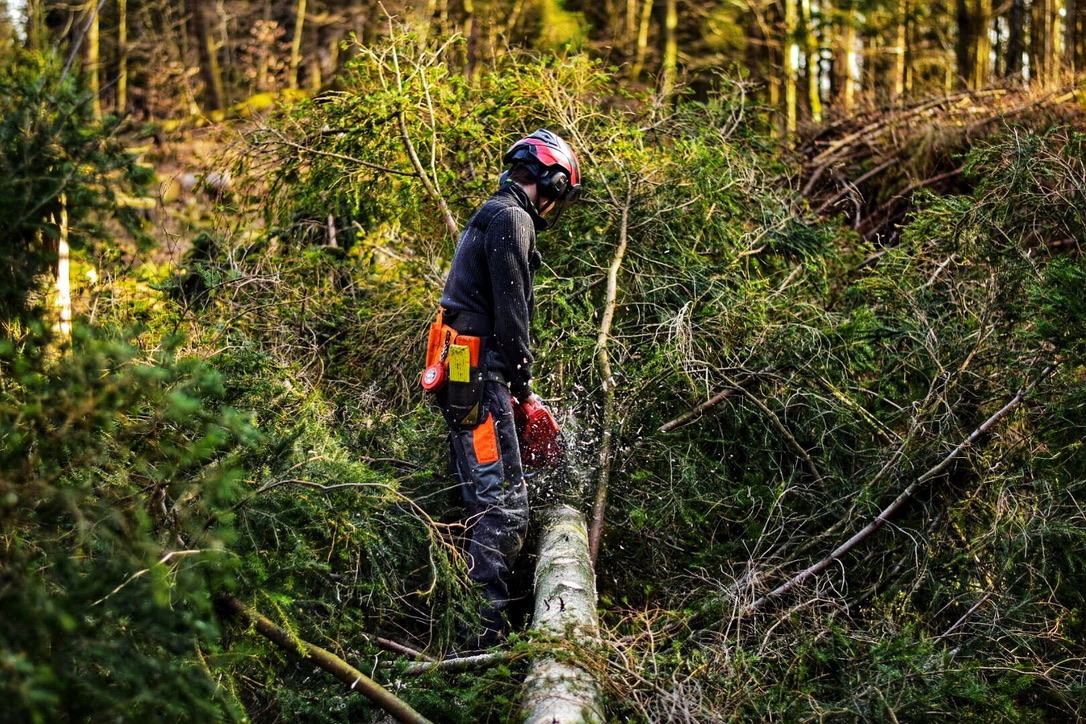 Mann hat Baum gefällt