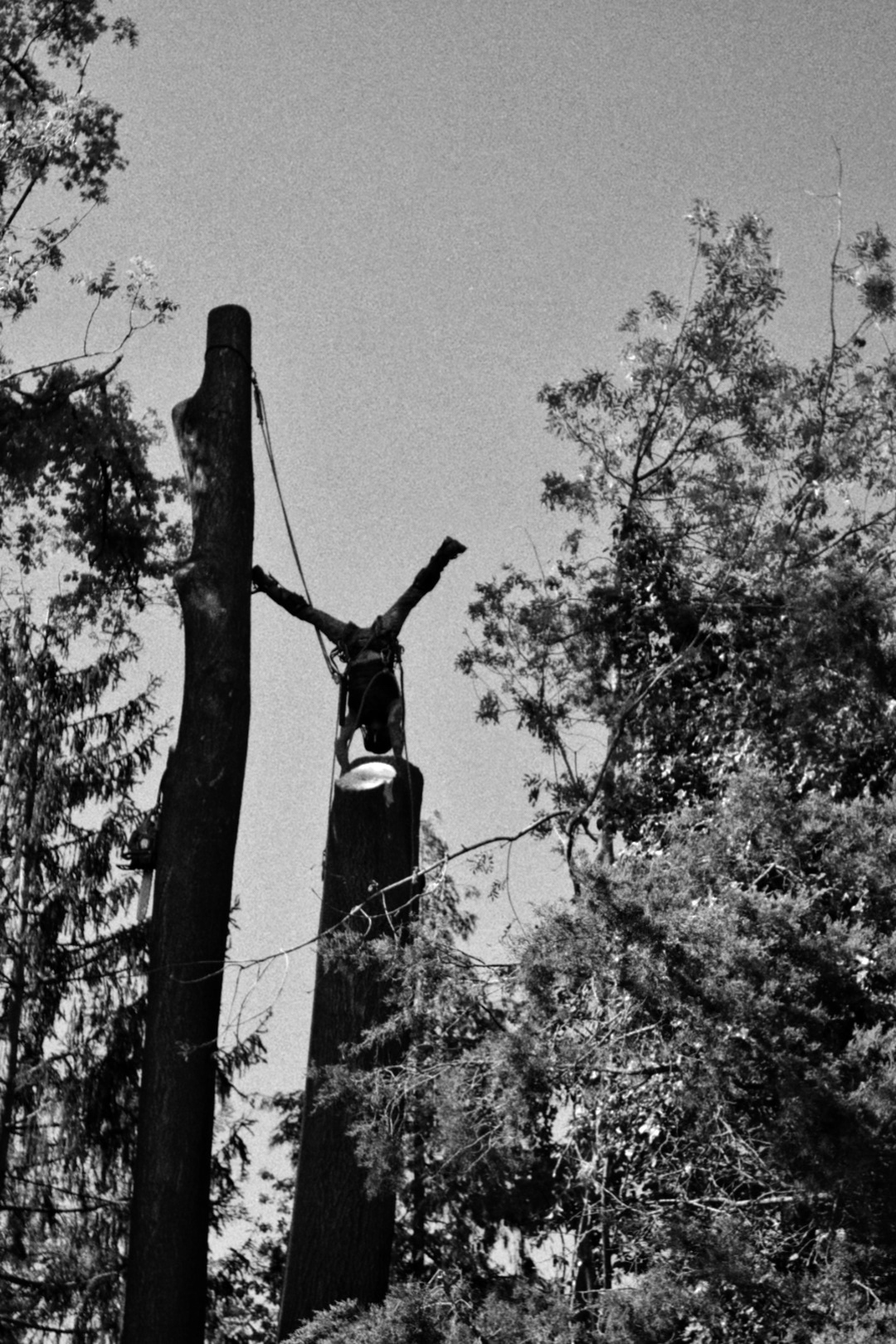 Altes Foto mit Mann auf einem Baum