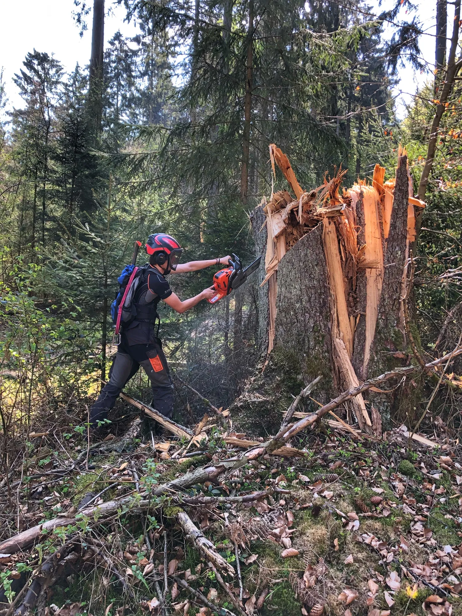 Mann sägt Baum