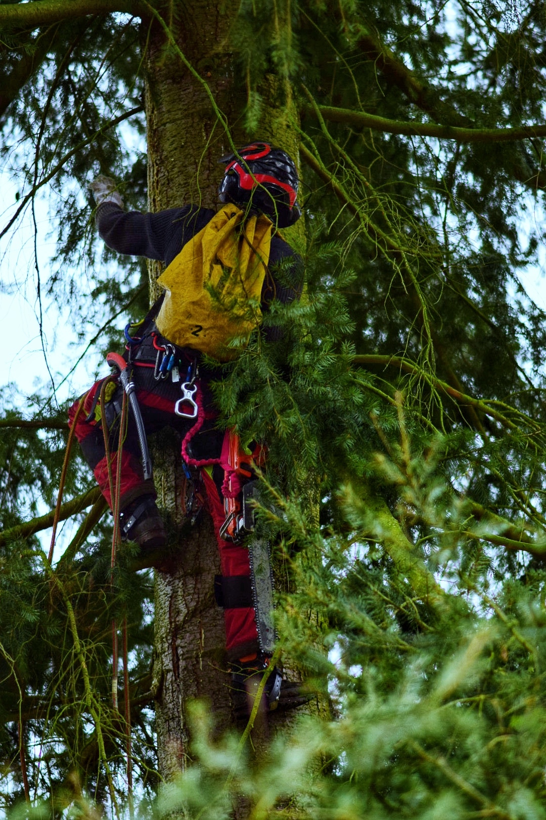 Mann klettert auf Baum
